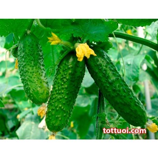 30h hạt giống dưa chuột bao tử