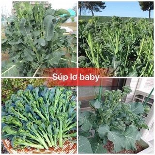 #Hạt_Giống_Súp_Lơ_Baby_Xanh_Tím ( tặng kèm kích mầm )
