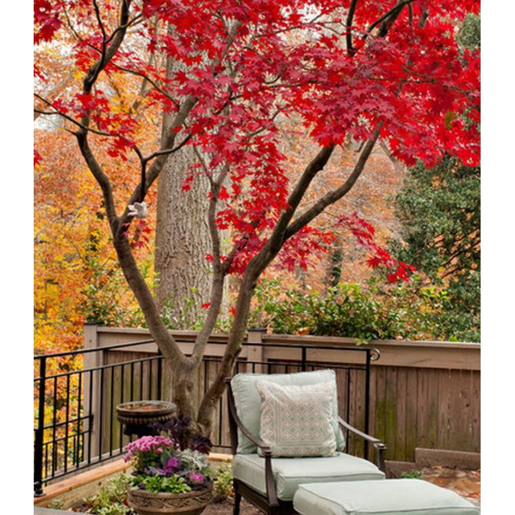 Hạt giống cây Phong Lá Đỏ Nhật Bản  - tăng viên nén ươm hạt