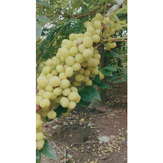Cây chùm ruột ngọt siêu sớm ( cây xanh ngọc lan 47)