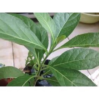 Lá mật gấu tươi 100g