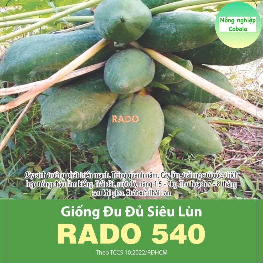 Hạt Giống Đu Đủ Siêu Lùn (540) 20 Hạt