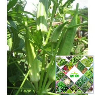 10 hạt giống đậu bắp xanh