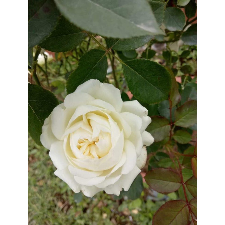 Hoa hồng ngoại trắng tinh khôi Buzury Rose Siêu phẩm mới ra lò -Hoangoaimelinh