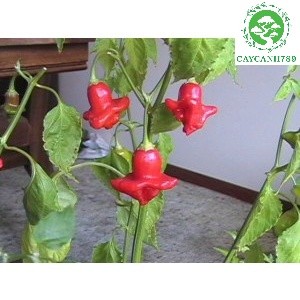 Cây ớt phật thủ đang hoa và trái cao 60cm