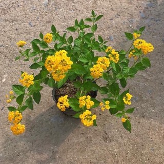 Hoa ngũ sắc rủ