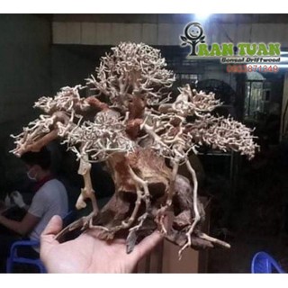 Cây gỗ Lũa Bonsai dáng cổ thụ [Phần thân và gốc có nhiều rể]