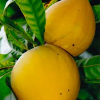 Cây trứng gà giống chuẩn cao sản