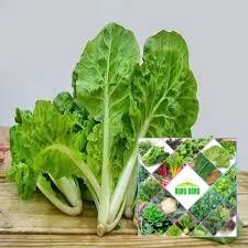 10 gram hạt giống cải bẹ dúm