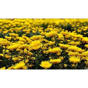 hạt giống hoa cúc vàng 200 hạt