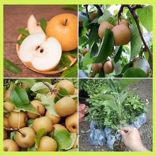 Cây giống lê nâu cho quả vỏ mỏng ăn giòn, ngọt, thơm, nhiều nước
