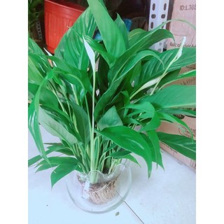 Chậu Cây Lan Ý Thuỷ Sinh