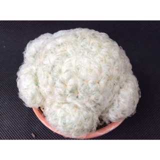 Xương rồng gai trắng