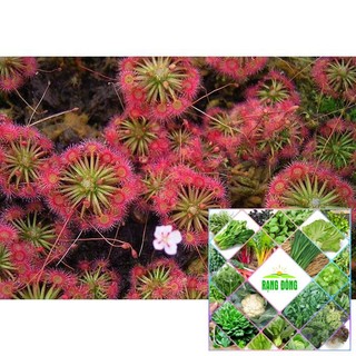 50H - HẠT GIỐNG CÂY BẮT MỒI GỌNG VÓ THE GARDEN