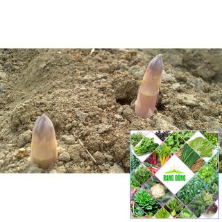 Gói 20 hạt giống măng tây trắng F1
