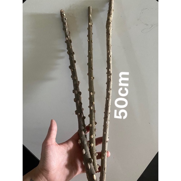 Cầu gạo cho chim chào mào Đậu Shop Cầu cho chim bằng cây gạo tư nhiên