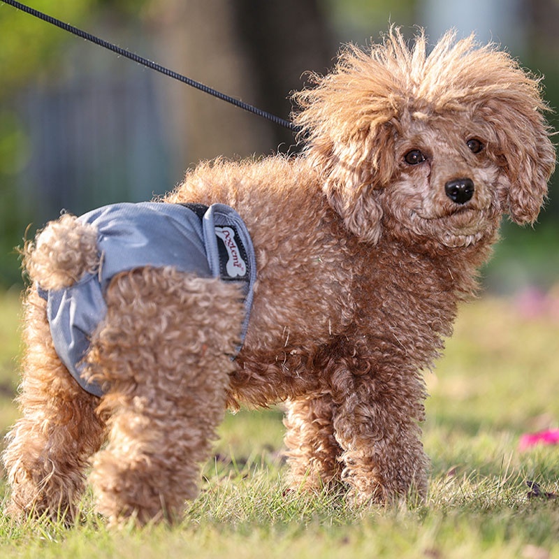 HamshMoc Tã Quần Sooc Sinh Lý Độ Thấm Hút Cao Thoáng Khí Tùy Chỉnh Tiện Dụng Cho Cún Cưng