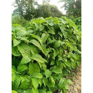 Cây giống chè khổng lồ chăn nuôi