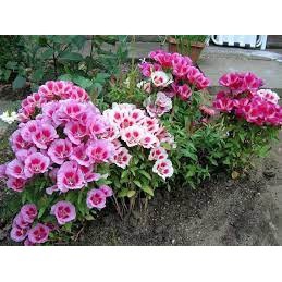 100 hạt giống hoa hồng xuân nhiều màu F1