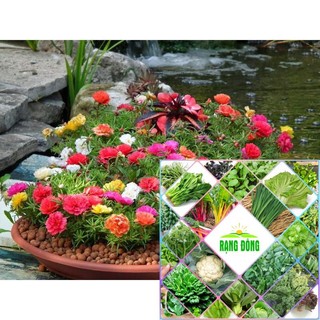 hạt giống hoa mười giờ kép  nhiều màu 200 hạt xuất xứ mỹ HAT F1