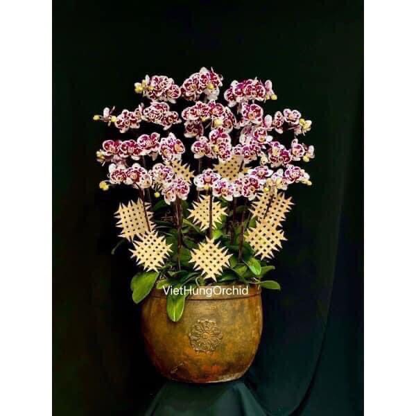 Nan tre, phên tre  đủ mẫu phụ kiện cắm hoa tươi, lan hồ điệp, trang trí decor, tạo hình giỏ hoa