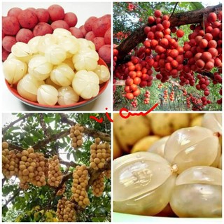 Cây giống bòn bon