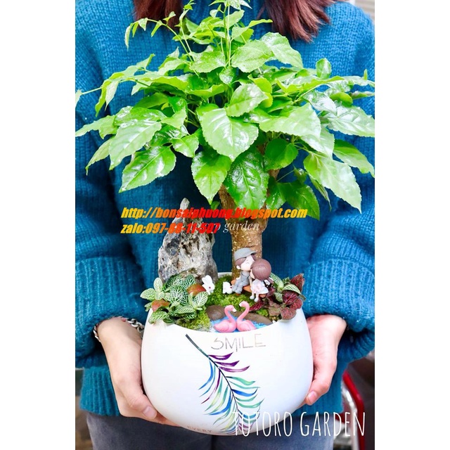 Cây hạnh phúc MIX CHẬU