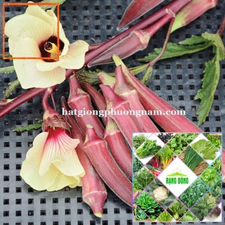 2GR - HẠT GIỐNG ĐẬU BẮP ĐỎ Hạt Giống Nông Trại Xanh THE GARDEN