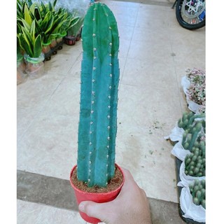 Cây xương rồng trụ pillar cactus 07-150cm trang trí sân vườn siêu đẹp.