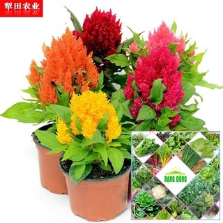 Gói 100 hạt giống hoa mào gà nhiều màu