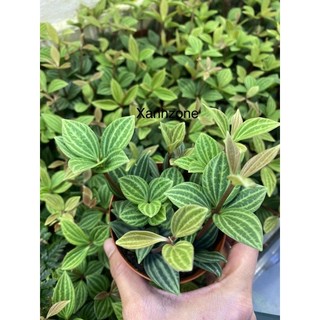 cây kim cương, cây bình an, cây hột xoàn, cây terrarium.