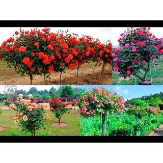 GỐC HỒNG THÂN GỖ( tặng kích rễ khi mua từ 5 gốc )