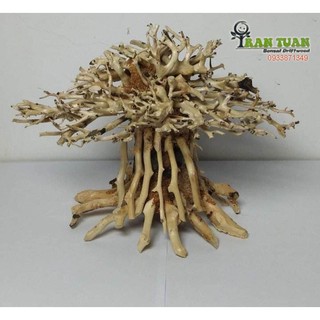 Cây gỗ Lũa Bonsai dáng cổ thụ [Phần thân và gốc có nhiều rể]