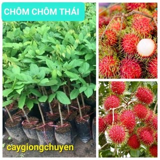CÂY CHÔM CHÔM THÁI GHÉP_4463