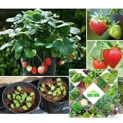 Gói 100 hạt giống dâu tây đỏ f1