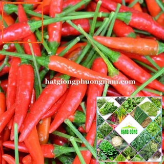 50H - HẠT GIỐNG ỚT HIỂM Hạt Giống Nông Trại Xanh THE GARDEN