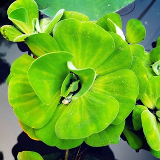 Cây bèo cái thủy sinh -cây size nhỡ