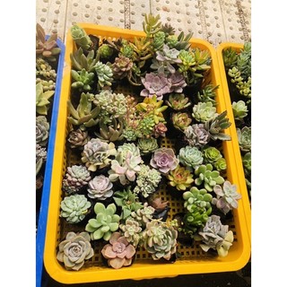 Sen đá size nhỏ 6cm 15cây khác loại 140k