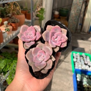 SEN ĐÁ HỒNG MẬP VỈ |LỖI 1 ĐỔI 1|