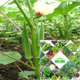 40 hạt giống đậu bắp xanh HAT F1