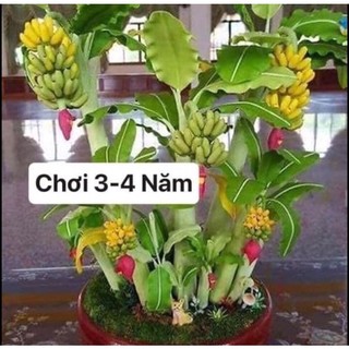 chuối cảnh mini