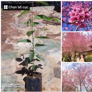 Cây giống hoa mai anh đào cây cao 60-70cm ảnh thật gửi cây như ảnh cuối