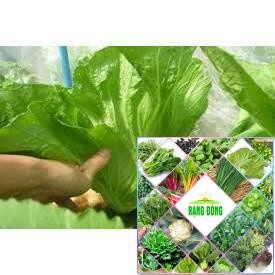 Gói 10 gr giống rau dưa cải HAT F1