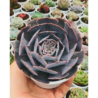 Sen đá bắp cải tím size trung lỗi 1 đổi 1