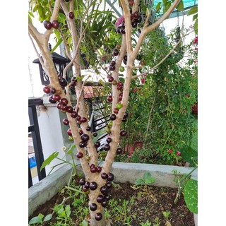 10 hạt giống nho thân gỗ