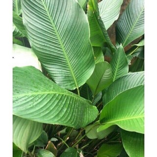 Lá Dong Tươi Sạch gói bánh - Không phân bón lá