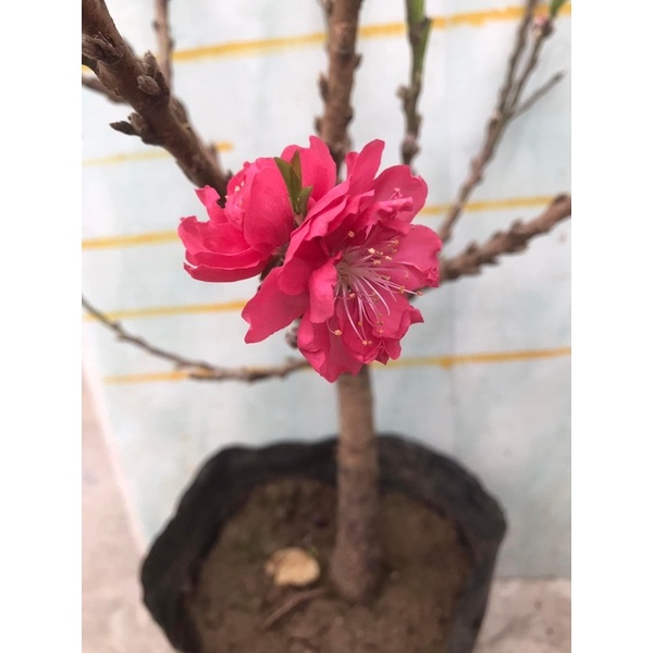 Cây hoa đào giống: đào thất thốn - đào bạch - đào Bích - đào phai