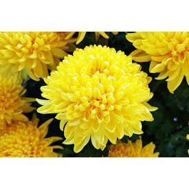 hạt giống hoa cúc vàng 200 hạt