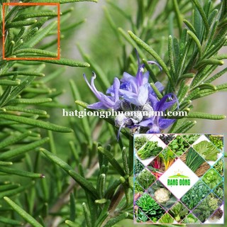 HẠT GIỐNG HƯƠNG THẢO Hạt Giống Nông Trại Xanh THE GARDEN