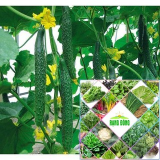 hạt giống dưa chuột kiếm nhật 15 hạt HAT F1